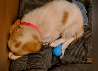 Rosa: sanftes Welpenmädchen sucht Körbchen