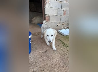 Yuki: Kokoni-Mix sucht Körbchen