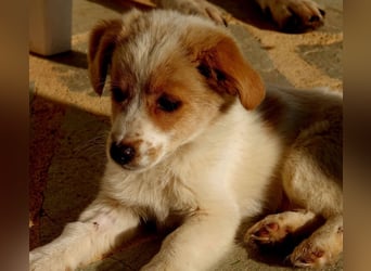 Rosa: sanftes Welpenmädchen sucht Körbchen