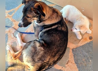 Berta: abenteuerlustiges Welpenmädchen sucht Zuhause