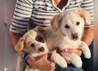 Berta: abenteuerlustiges Welpenmädchen sucht Zuhause