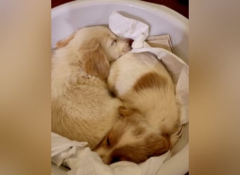 Rosa: sanftes Welpenmädchen sucht Körbchen