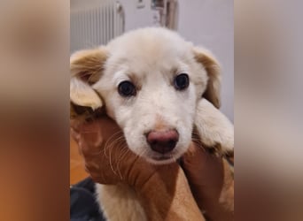 Berta: abenteuerlustiges Welpenmädchen sucht Zuhause