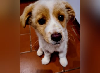 Rosa: sanftes Welpenmädchen sucht Körbchen