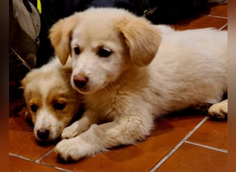 Berta: abenteuerlustiges Welpenmädchen sucht Zuhause