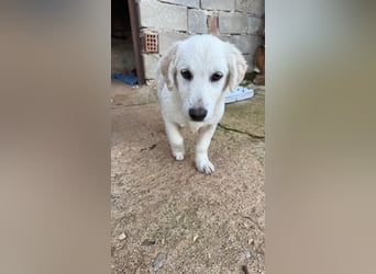 Yuki: Kokoni-Mix sucht Körbchen