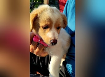 Rosa: sanftes Welpenmädchen sucht Körbchen