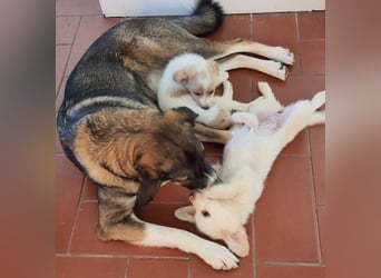 Berta: abenteuerlustiges Welpenmädchen sucht Zuhause