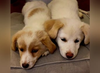 Rosa: sanftes Welpenmädchen sucht Körbchen