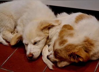 Rosa: sanftes Welpenmädchen sucht Körbchen