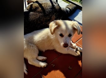 Berta: abenteuerlustiges Welpenmädchen sucht Zuhause