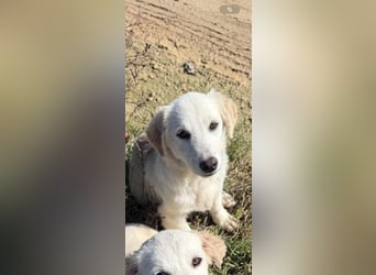 Yuki: Kokoni-Mix sucht Körbchen