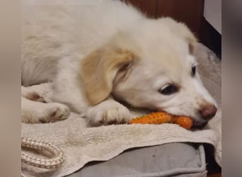 Berta: abenteuerlustiges Welpenmädchen sucht Zuhause