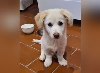 Berta: abenteuerlustiges Welpenmädchen sucht Zuhause