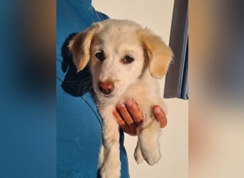 Berta: abenteuerlustiges Welpenmädchen sucht Zuhause