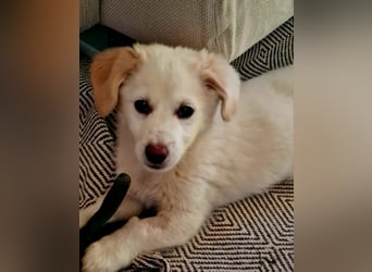 Berta: abenteuerlustiges Welpenmädchen sucht Zuhause