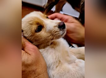 Rosa: sanftes Welpenmädchen sucht Körbchen