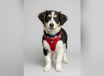 Cody der knuffige Kokonimix