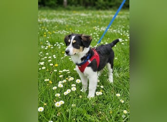 Cody der knuffige Kokonimix