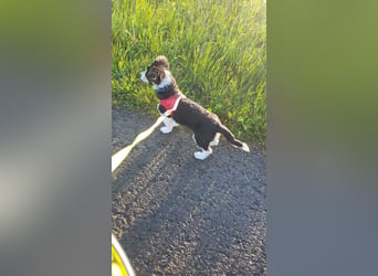 Cody der knuffige Kokonimix