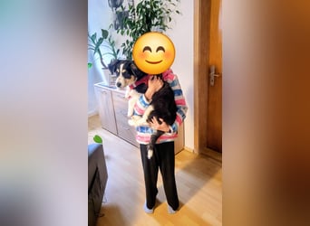 Cody der knuffige Kokonimix