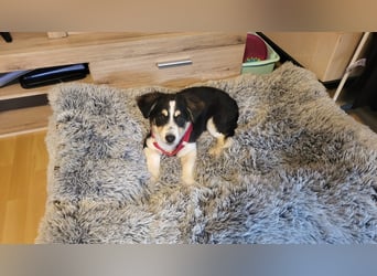 Cody der knuffige Kokonimix