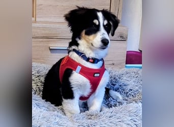 Cody der knuffige Kokonimix