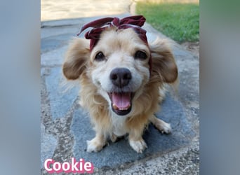 Cookie, 09/16 - süßes Ömchen sucht Happy End