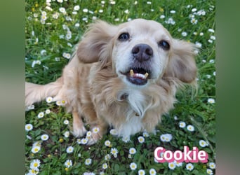 Cookie, 09/16 - süßes Ömchen sucht Happy End