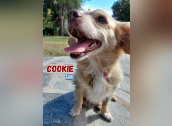 Cookie - freundlich und zutraulich