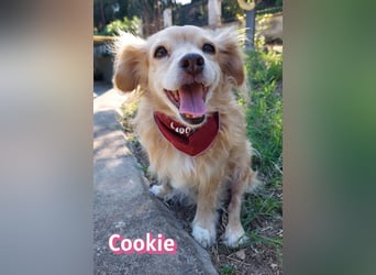 Cookie, 09/16 - süßes Ömchen sucht Happy End