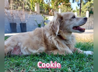 Cookie, 09/16 - süßes Ömchen sucht Happy End