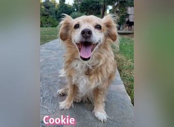 Cookie, 09/16 - süßes Ömchen sucht Happy End