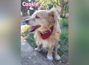 Cookie, 09/16 - süßes Ömchen sucht Happy End