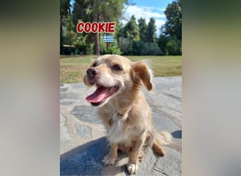 Cookie - freundlich und zutraulich