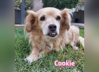 Cookie, 09/16 - süßes Ömchen sucht Happy End