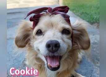 Cookie, 09/16 - süßes Ömchen sucht Happy End