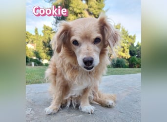 Cookie, 09/16 - süßes Ömchen sucht Happy End