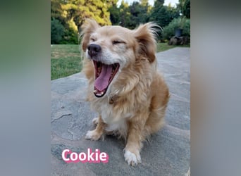 Cookie, 09/16 - süßes Ömchen sucht Happy End