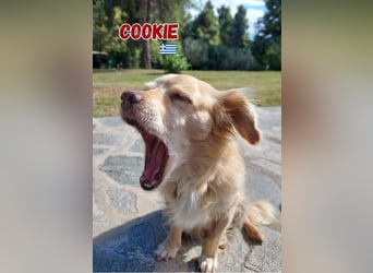 Cookie - freundlich und zutraulich