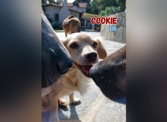 Cookie - freundlich und zutraulich