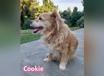 Cookie, 09/16 - süßes Ömchen sucht Happy End
