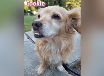 Cookie, 09/16 - süßes Ömchen sucht Happy End