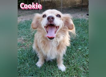 Cookie, 09/16 - süßes Ömchen sucht Happy End