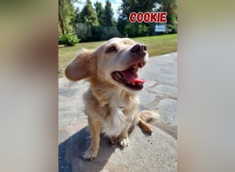 Cookie - freundlich und zutraulich