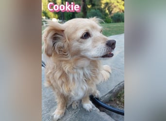 Cookie, 09/16 - süßes Ömchen sucht Happy End