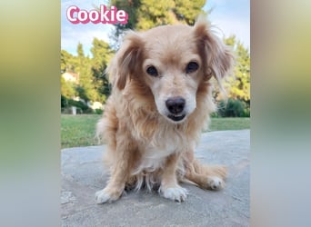 Cookie, 09/16 - süßes Ömchen sucht Happy End