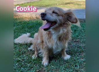 Cookie, 09/16 - süßes Ömchen sucht Happy End