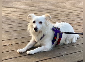 Perla in Zürich sucht neues Zuhause