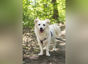 Perla in Zürich sucht neues Zuhause